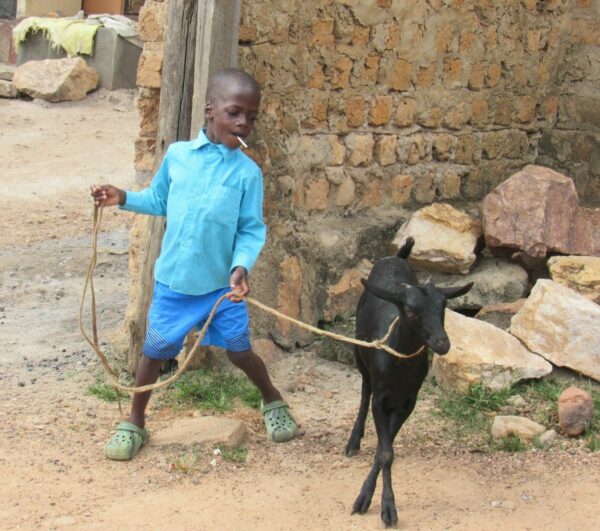 Boy walking his black goat on a rope