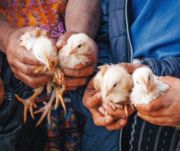 Closeup of two sets of hands holding 4 baby chicks
